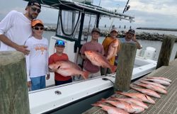 Red Snapper from Dauphin Island